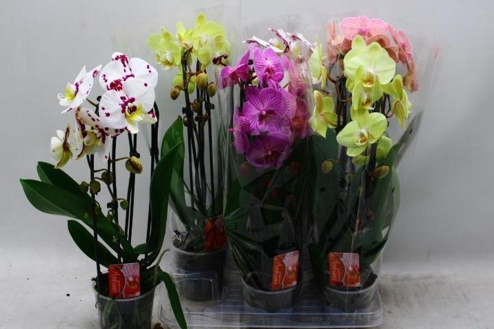 <h4>PHAL EL CASCADE</h4>