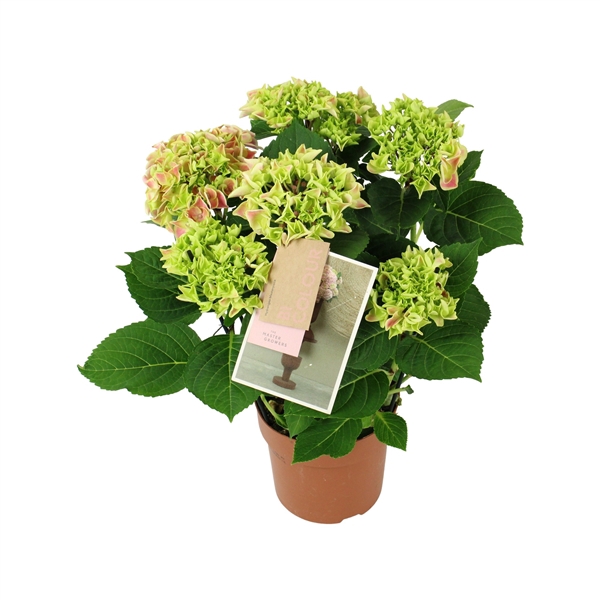 <h4>Hydrangea bicolor pink 5/6 flowers</h4>