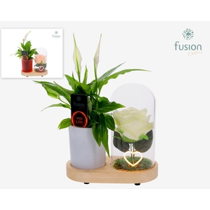 LED Lichtbal Hart houten planter met Spathiphyllum