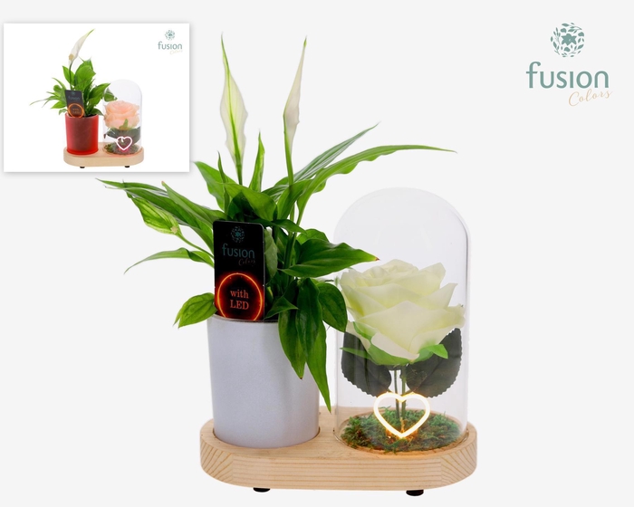 <h4>LED Lichtbal Hart houten planter met Spathiphyllum</h4>