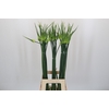 Allium Cepa Judith