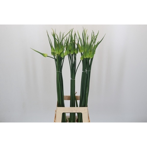 Allium Cepa Judith