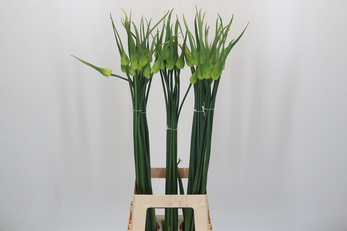 <h4>Allium Cepa Judith</h4>