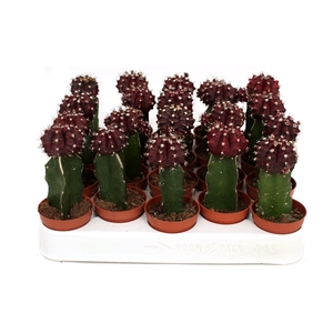 Cactus geent black cap 5,5 cm