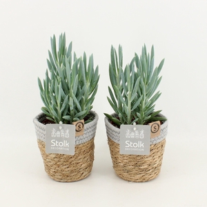 Senecio Curio Ficoides Mount Everest in Basket