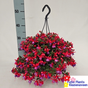 FUCHSIA B F MARIA
