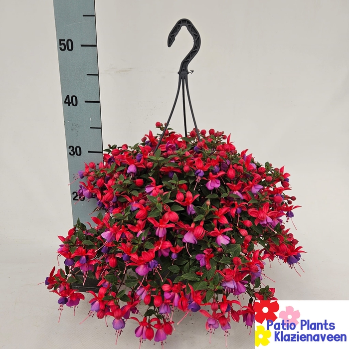 <h4>FUCHSIA B F MARIA</h4>