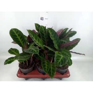 Calathea warscewiczii