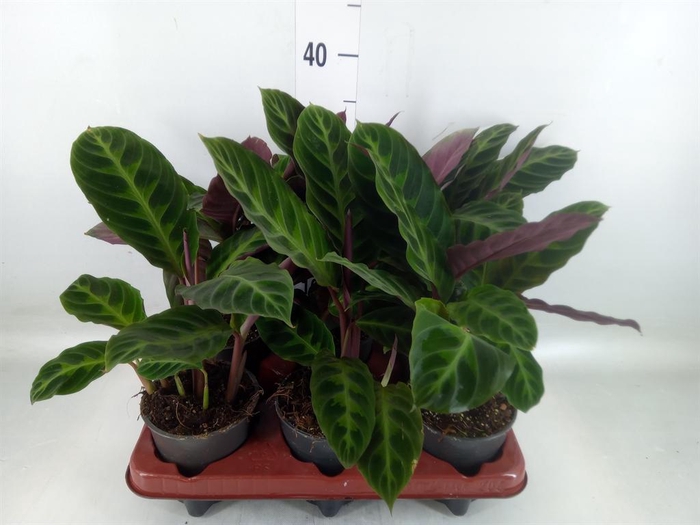 <h4>Calathea warscewiczii</h4>