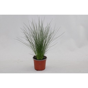Juncus Pencil grass