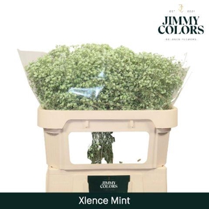 Gyps Xlence L70 Mint