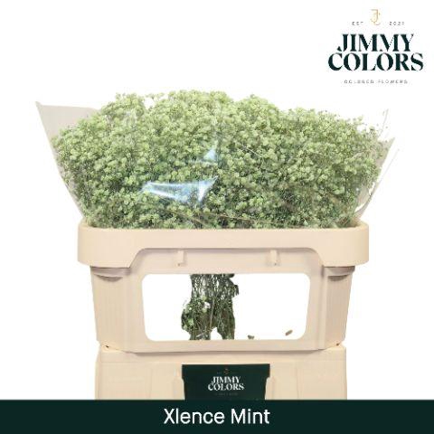 <h4>Gyps Xlence l70 Mint</h4>