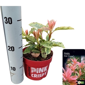 Photinia serratifolia 'Pink Crispy'