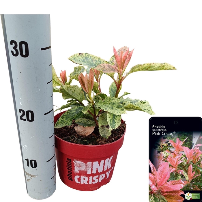 <h4>Photinia serratifolia 'Pink Crispy'</h4>