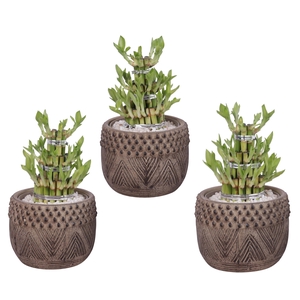 Lucky Bamboo Shape Round 3S Ø16cm Ceramic EV665