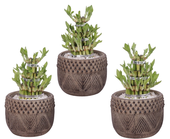 <h4>Lucky Bamboo Shape Round 3S Ø16cm Ceramic EV665</h4>