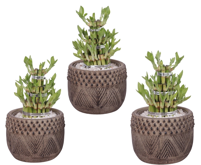 <h4>Lucky Bamboo Shape Round 3S Ø16cm Ceramic EV665</h4>