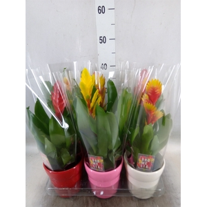 Vriesea   ...mix 6