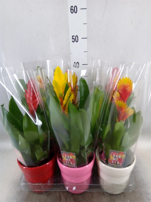 <h4>Vriesea   ...mix 6</h4>