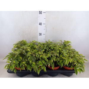 Ficus benja. 'Kinky'