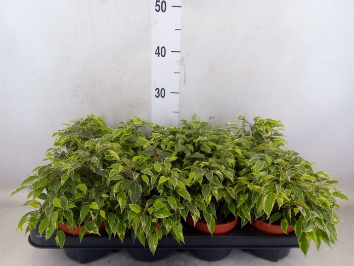 <h4>Ficus benja. 'Kinky'</h4>