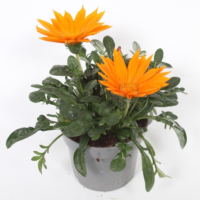 <h4>Gazania Giant Deep Orange</h4>