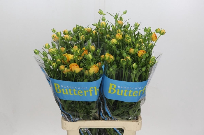 Ranunculus Butterfly Minerva