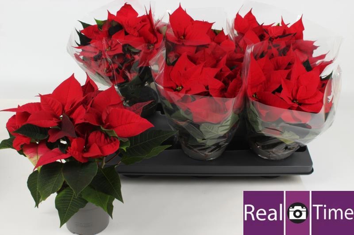 <h4>EUPHOR P PREM RED</h4>