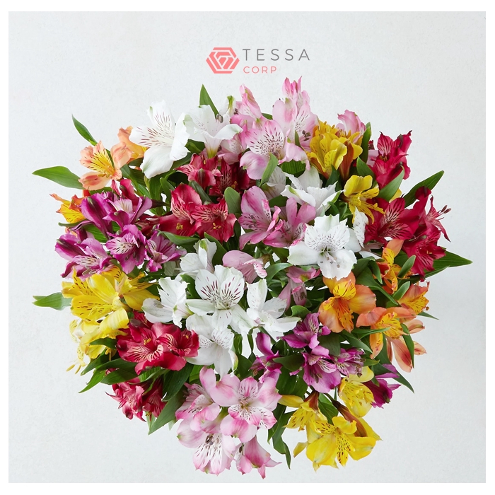 <h4>ALSTROMERIA MIX 60</h4>