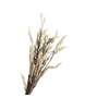 Celosia White