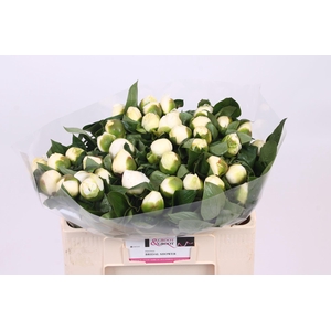 Paeonia Bridal Shower | Heavy Quality