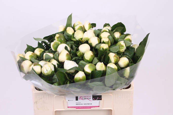 <h4>Paeonia Bridal Shower | Heavy Quality</h4>