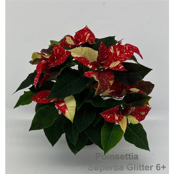 <h4>Euphorbia pulch. 'Superba Glitter' 6+</h4>