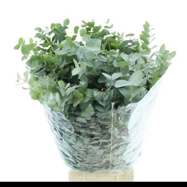 <h4>EUC CINEREA PER BOS</h4>