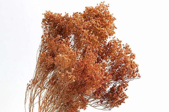 <h4>Broom Bloom Coral Wash</h4>