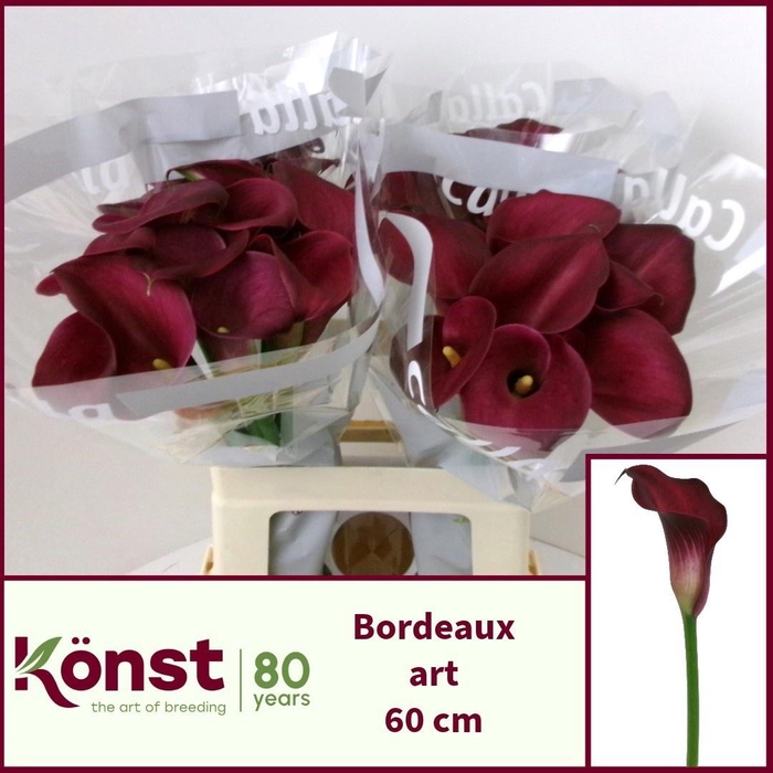 <h4>ZANT BORDEAUX ART</h4>