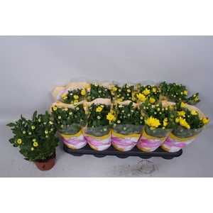 Chrysanthemum Spiderman 12Ø 26cm