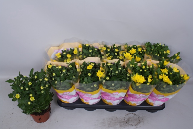 Chrysanthemum Spiderman 12Ø 26cm