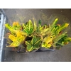 Codiaeum Petra vertakt P24