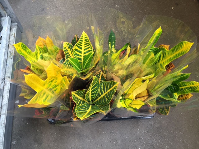 Codiaeum Petra vertakt P24