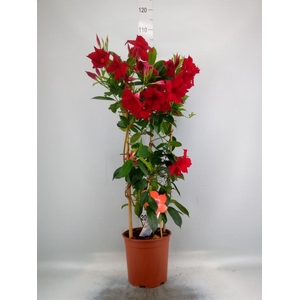 Mandevilla sand. 'SumStar Red'