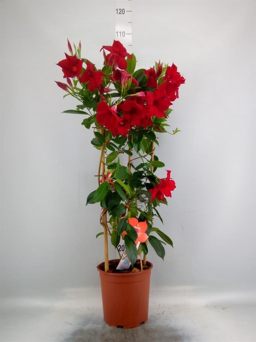 <h4>Mandevilla sand. 'SumStar Red'</h4>