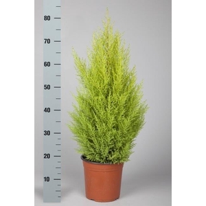 Cupressus mac. Goldcrest Wilma 21Ø 85cm
