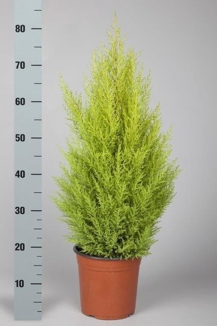 Cupressus mac. Goldcrest Wilma 21Ø 85cm
