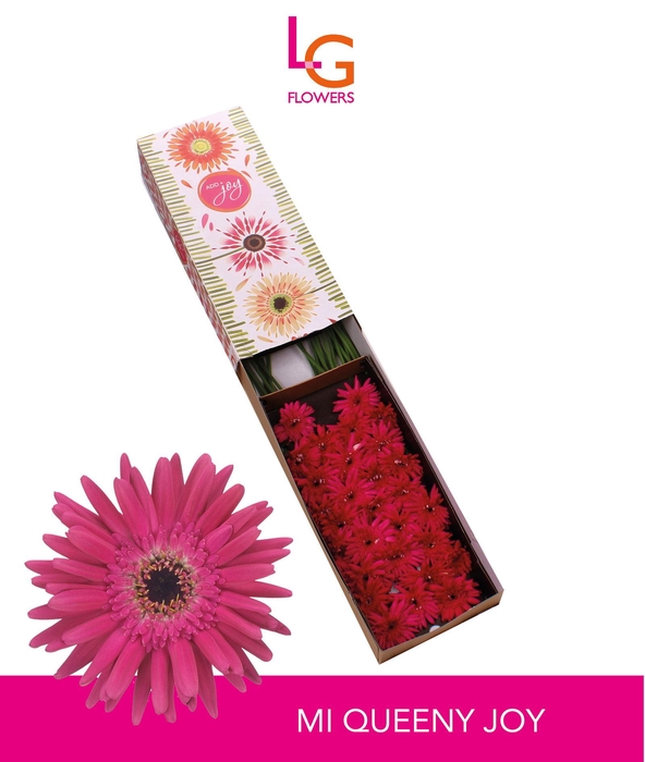 <h4>Germini Queeni Joy Doos</h4>