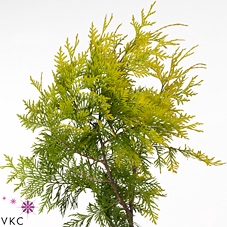 Conif.Thuja Occi.Spiralis