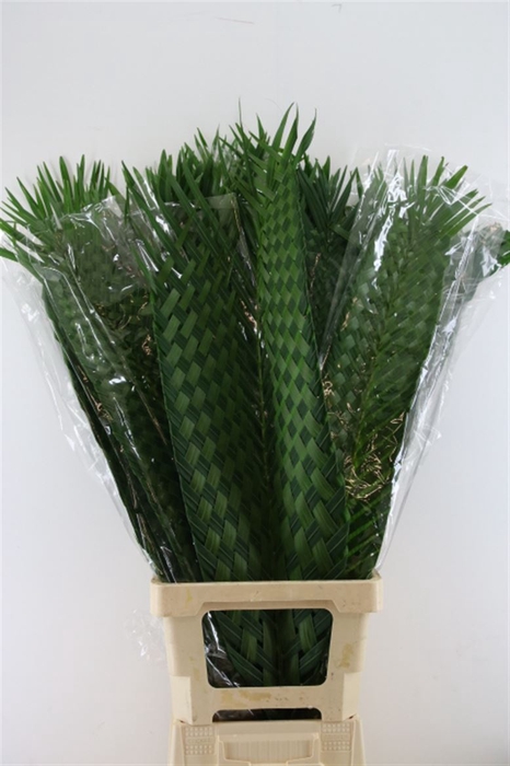 <h4>Cane Palm Gevlochten</h4>