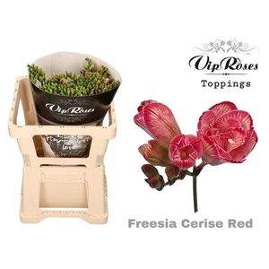 FR DU CERISE RED