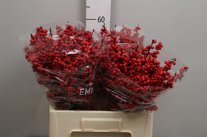 <h4>Ilex Ve Rode Bes</h4>