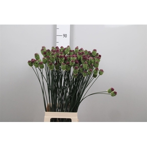 Allium Sphaerocephal